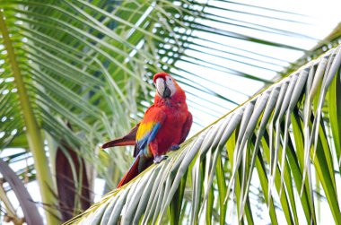 Kosta Rika 'da Vahşi Kızıl Macaw