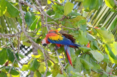 Kosta Rika 'da Vahşi Kızıl Macaw