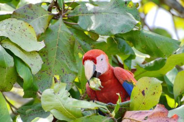 Kosta Rika 'da Vahşi Kızıl Macaw