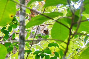 Kosta Rika 'da üç parmaklı tembel hayvan.