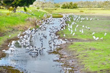 Kosta Rika 'da orman leylekleri