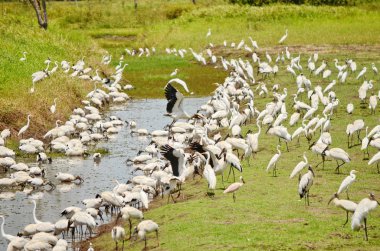 Kosta Rika 'da orman leylekleri