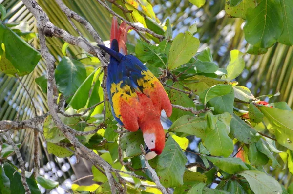 哥斯达黎加野生Scarlet Macaw — 图库照片