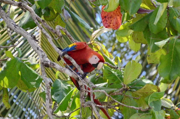 Vilda Scarlet Macaw Costa Rica — Stockfoto