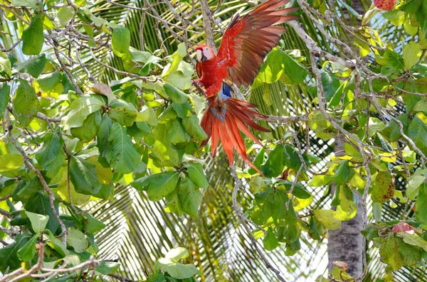 Άγρια Scarlet Macaw Στην Κόστα Ρίκα — Φωτογραφία Αρχείου