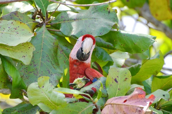 Άγρια Scarlet Macaw Στην Κόστα Ρίκα — Φωτογραφία Αρχείου