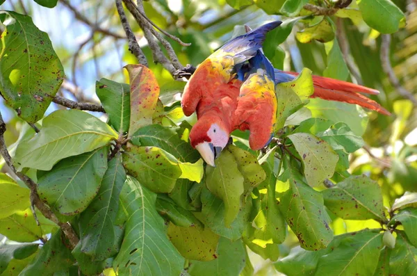 Wild Scarlet Macaw Kostarice — Stock fotografie