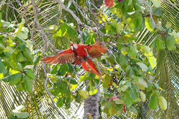 Άγρια Scarlet Macaw Στην Κόστα Ρίκα — Φωτογραφία Αρχείου