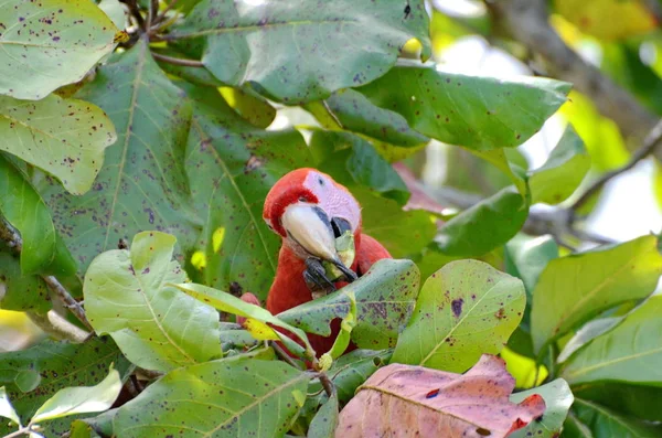 Arara Escarlate Selvagem Costa Rica — Fotografia de Stock
