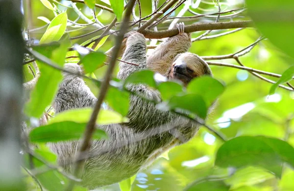 Sloth Trois Doigts Dans Nature Costa Rica — Photo