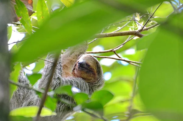 Sloth Trois Doigts Dans Nature Costa Rica — Photo