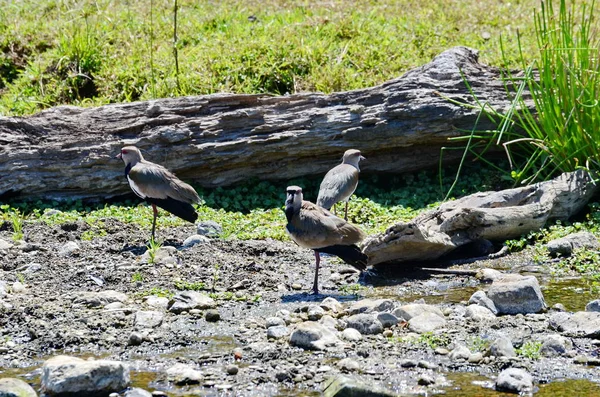 Lapwing Sur Largo Arroyo Costa Rica — Foto de Stock