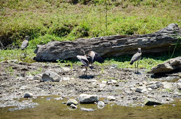 Jižní Lapwing Podél Potoka Kostarice — Stock fotografie