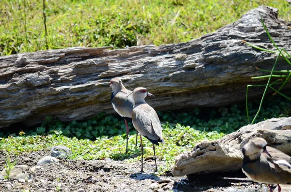 Kiebitz Einem Bach Costa Rica — Stockfoto