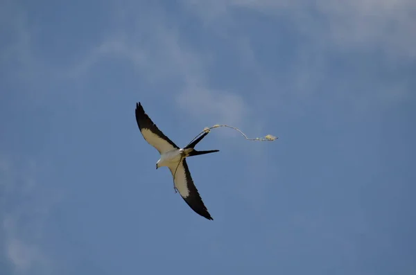 Flying Swallow Tailed Kite Carrying Nest Material Costa Rica — Stock Photo, Image