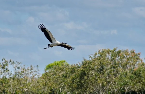 Wood Stork Flight Costa Rica — Stock Photo, Image