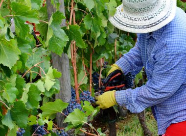 Toskana, İtalya, 17 Eylül 2015: Tuscany, İtalya 'da üzüm bağında üzüm toplama