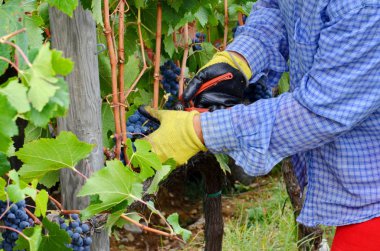 Toskana, İtalya, 17 Eylül 2015: Tuscany, İtalya 'da üzüm bağında üzüm toplama