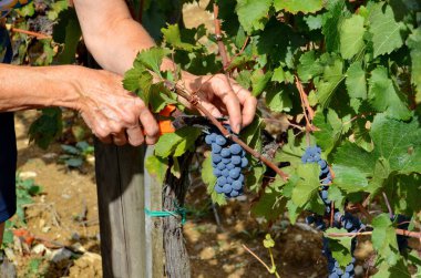 Toskana, İtalya, 17 Eylül 2015: Tuscany, İtalya 'da üzüm bağında üzüm toplama