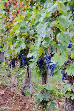 Toskana, İtalya 'da kırmızı şarap üzümlü üzüm bağları