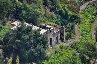 üzüm bağları cinque terre, İtalya