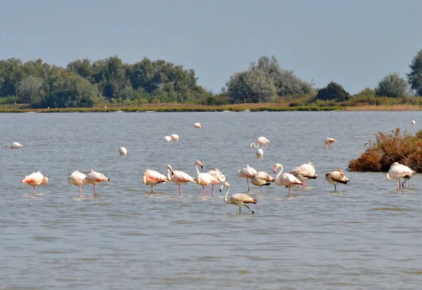 Flock of pink flamingos in the Po River Delta, Italy