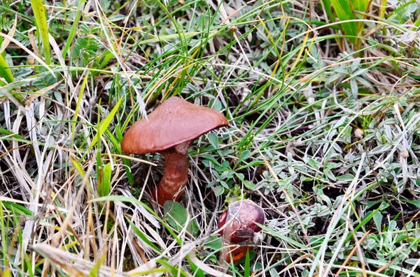 Mushrooms Growing Wild Del Gran Sasso National Park Italy — Stock Photo, Image