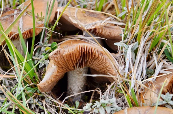 Mushrooms Growing Wild Del Gran Sasso National Park Italy — Stock Photo, Image