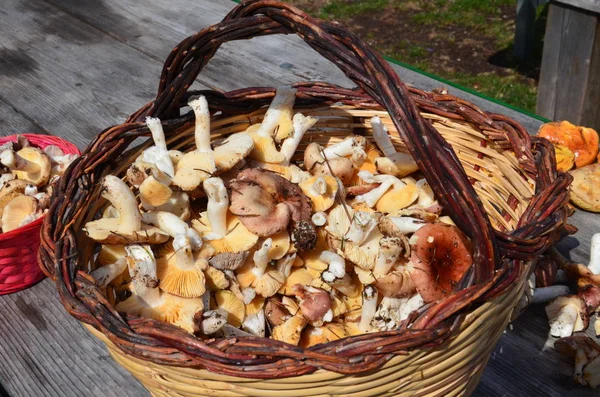 Wild Mushrooms Wicker Basket Italy — Stock Photo, Image