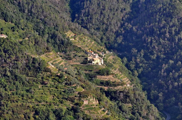 Üzüm Bağları Cinque Terre Talya — Stok fotoğraf