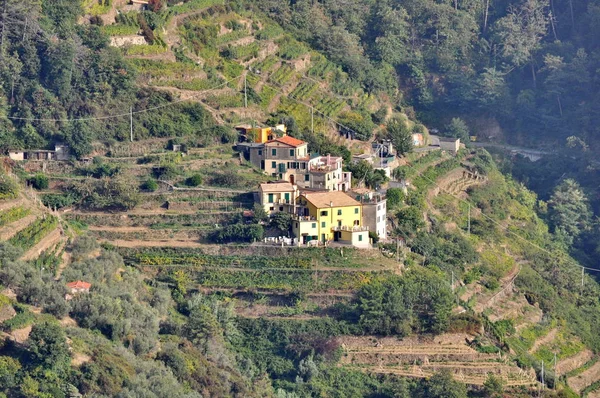 Vineyards Cinque Terre Italy — Stock Photo, Image