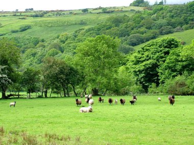 Glenariff Şelaleleri yakınlarındaki koyunlar, Kuzey İrlanda