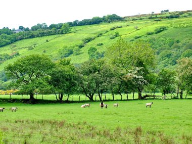 Glenariff Şelaleleri yakınlarındaki koyunlar, Kuzey İrlanda