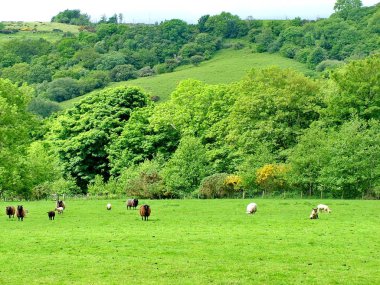 Glenariff Şelaleleri yakınlarındaki koyunlar, Kuzey İrlanda