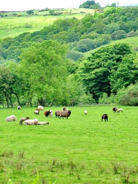 Glenariff Şelaleleri yakınlarındaki koyunlar, Kuzey İrlanda