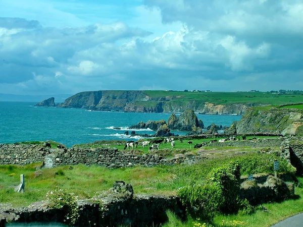 Yeşil Çayır Cobh Rlanda Yakınlarında Inekler — Stok fotoğraf