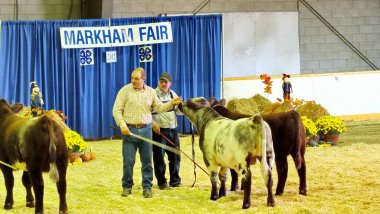 Markham, Ontario, Kanada, 29 Eylül 2012: İnsanlar Markham Fuarı 'nda hakemlik yapmak için ineklerini gösteriyorlar. Bu tarım fuarı 1844 yılına dayanan Kanada 'nın en eski fuarlarından biri..