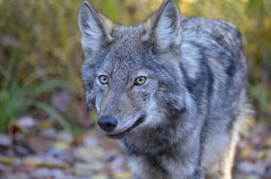 Doğu Kurdu Ontario, Kanada 'da vahşi..
