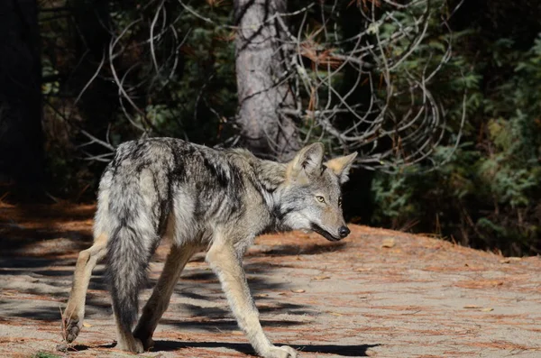 Lobo Oriental Estado Selvagem Ontário Canadá — Fotografia de Stock