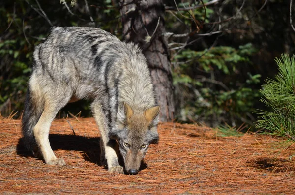 Lobo Oriental Estado Selvagem Ontário Canadá — Fotografia de Stock