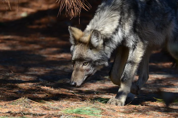 加拿大安大略省野外的东狼 — 图库照片
