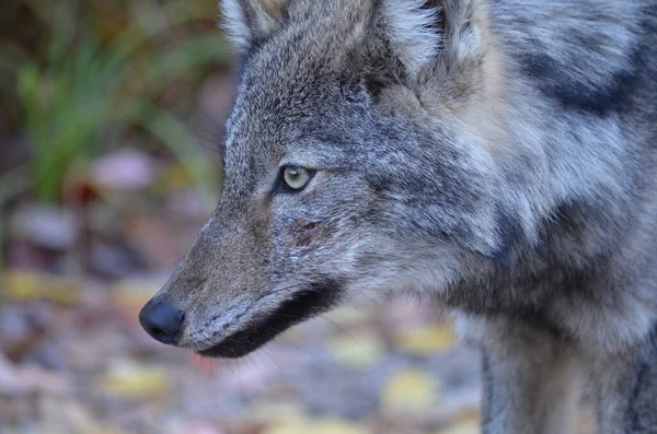Eastern Wolf Wild Ontario Canada — Stock Photo, Image
