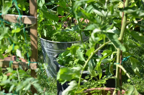 Tomat Yang Tumbuh Pot Bunga Taman Kota Selama Pandemi Coronavirus — Stok Foto