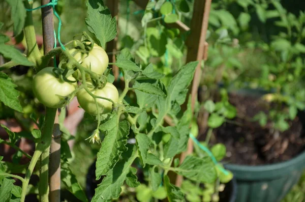 Tomatoes growing in an urban garden during the Coronavirus Pandemic