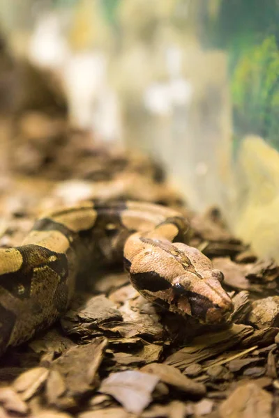 Jiboia Wąż Boa Constrictor Bliska — Zdjęcie stockowe