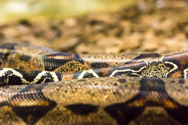 Boa Constrictor Had Jiboia Zblízka — Stock fotografie