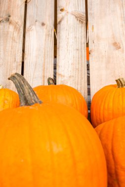 Kabak hasat pirinç saman arka plan. Haloween parti.