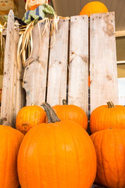 Kabak hasat pirinç saman arka plan. Haloween parti.