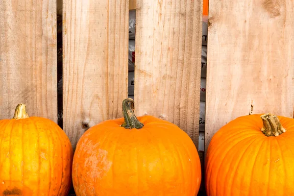 Ernte Kürbis Reis Stroh Hintergrund Halloween Party — Stockfoto