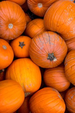 Kabak hasat pirinç saman arka plan. Haloween parti.